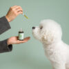 THC-Free-Pet-Oil_Medium